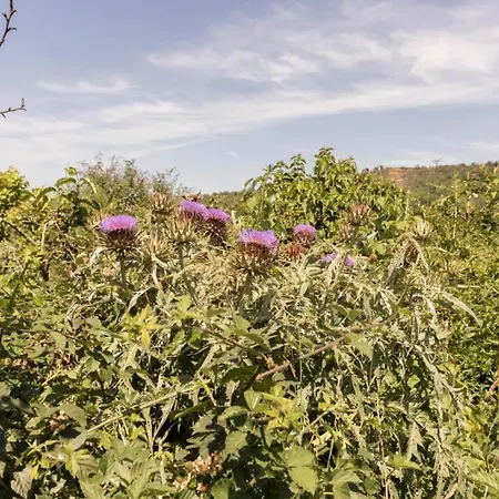 Le Panier Bio De Noe (Haute-Garonne)