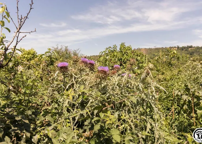 Ferienhaus Le Panier Bio De *
